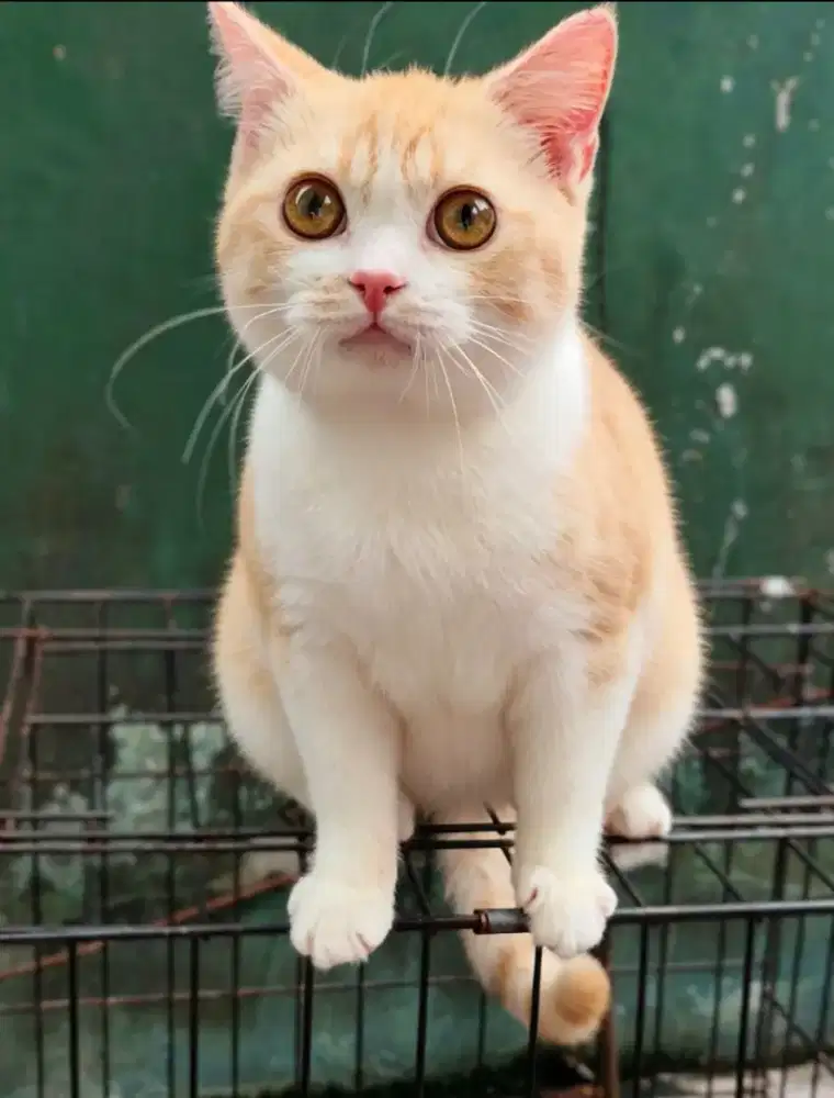 Kucing BSH Jantan