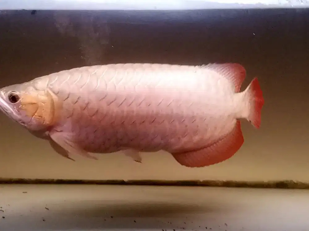 Arwana super red sumo
