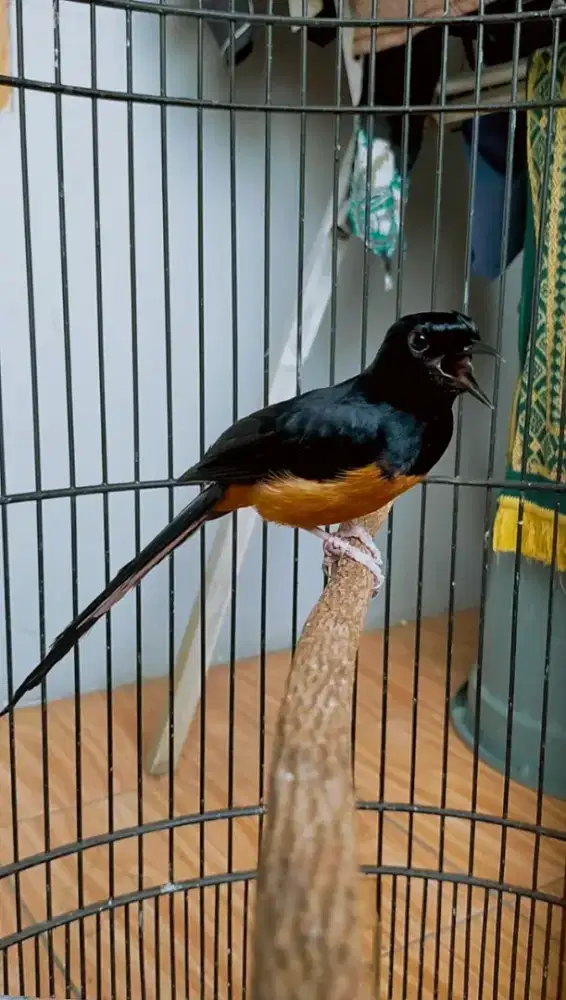 Burung Murai Batu lapangan Gacorr pres