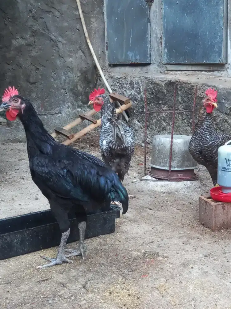 Ayam jago kuntara 4.