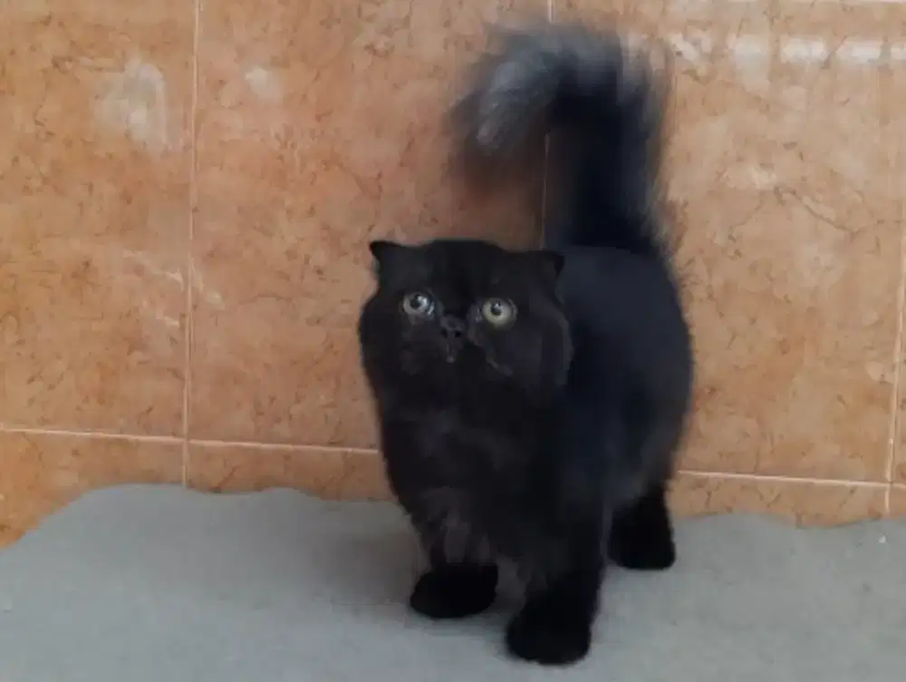 Kucing munchkin gaelic