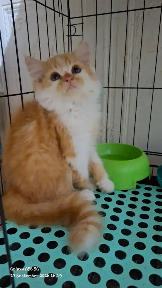 Kucing persia flatnose /kitten persia jantan /kucing  oren jantan