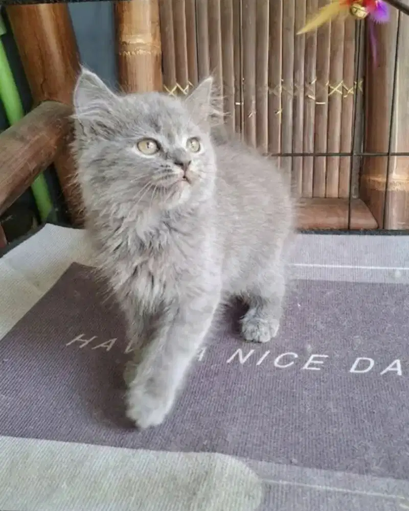 kitten persia jantan/kucing persia  jantan/kucing persia abu