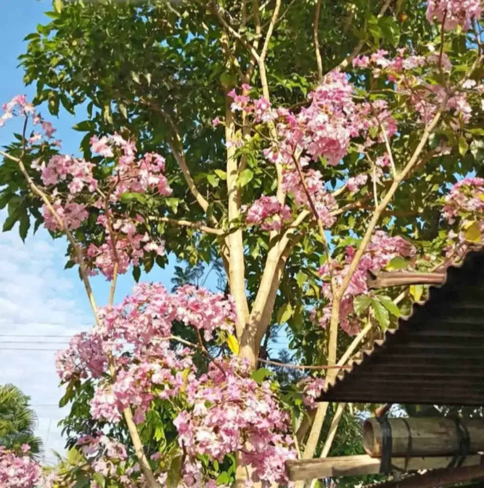 Pohon tabebuya pink sudah berbunga