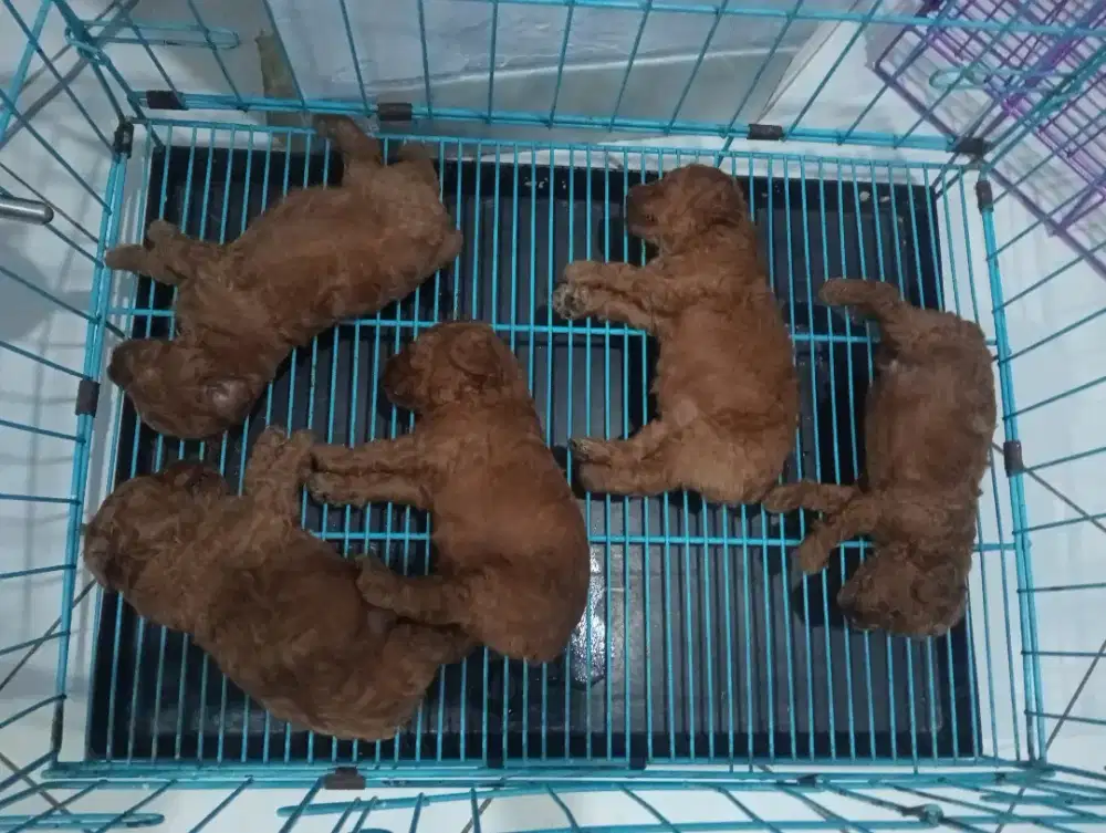 Open booking pure red poodle 2 jantan 1 betina
