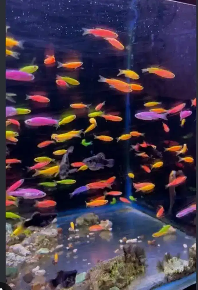 Ikan hias danio zebra dan molly