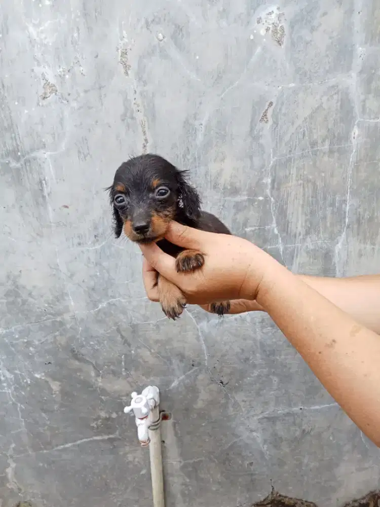 Anakan tekel bulu panjang