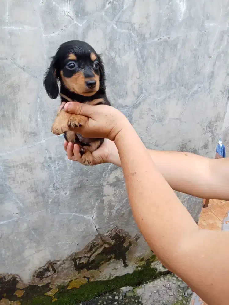 Anakan tekel bulu panjang