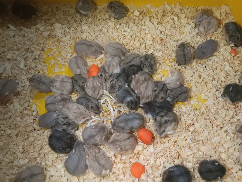 Grosiran Hamster Cambel