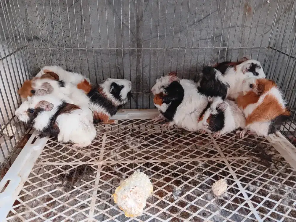 Anakan Marmut Lokal