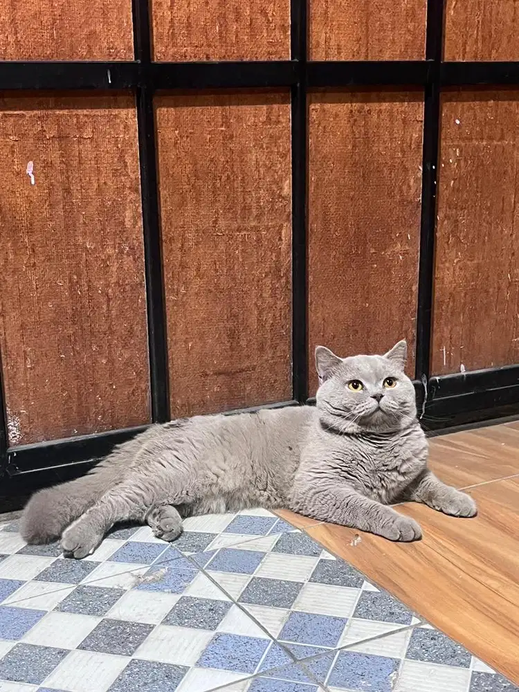 Bsh jantan lilac