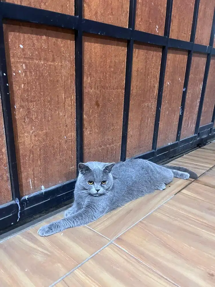 Bsh jantan blue solid