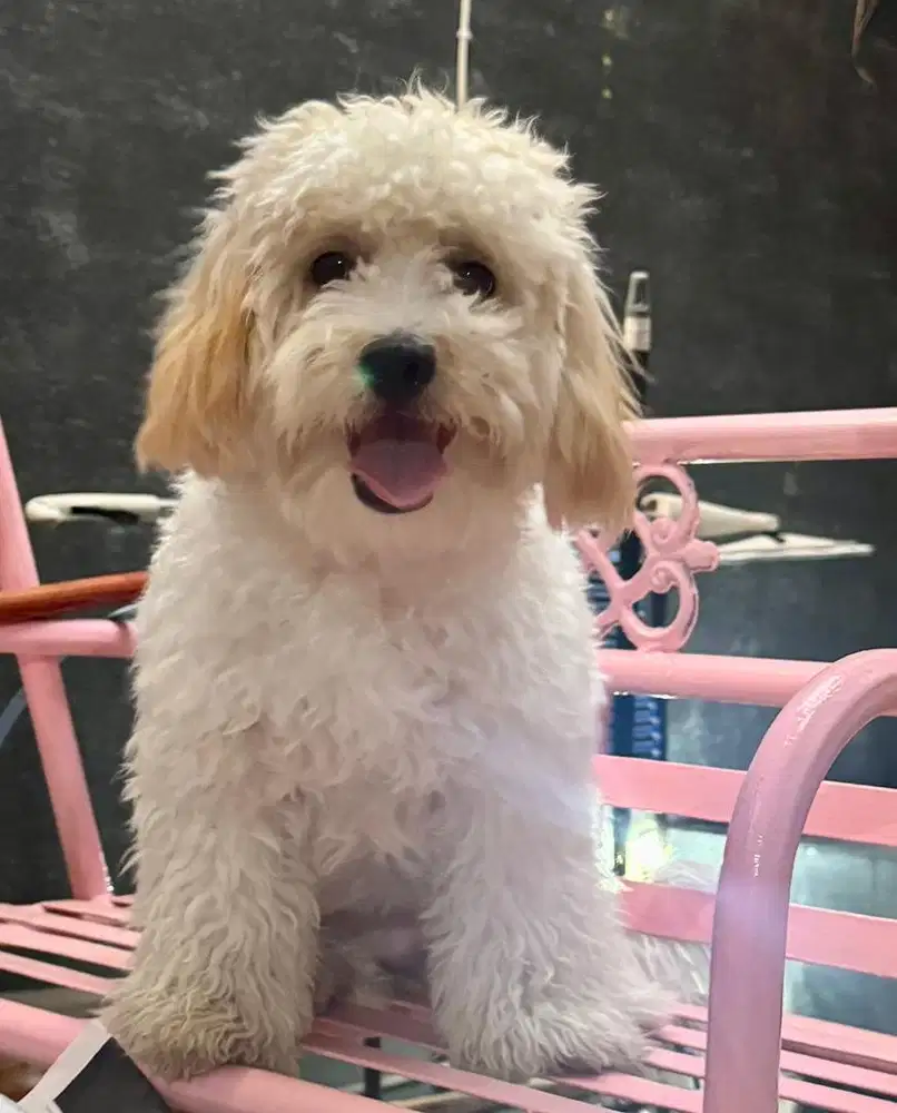 Jual maltipoo 8 bln betina