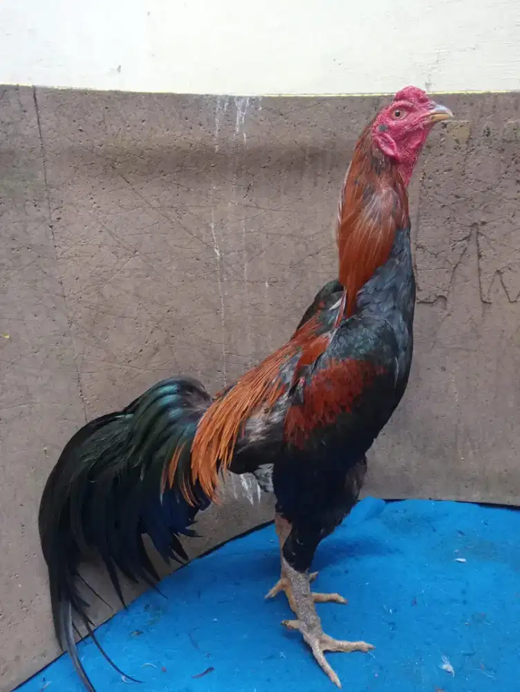 Ayam Bangkok wiring pkul keras