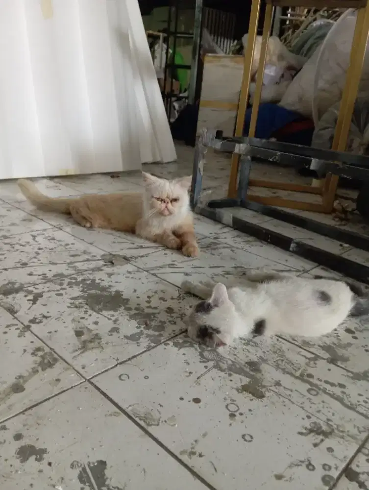 Peaknose jantan white solid