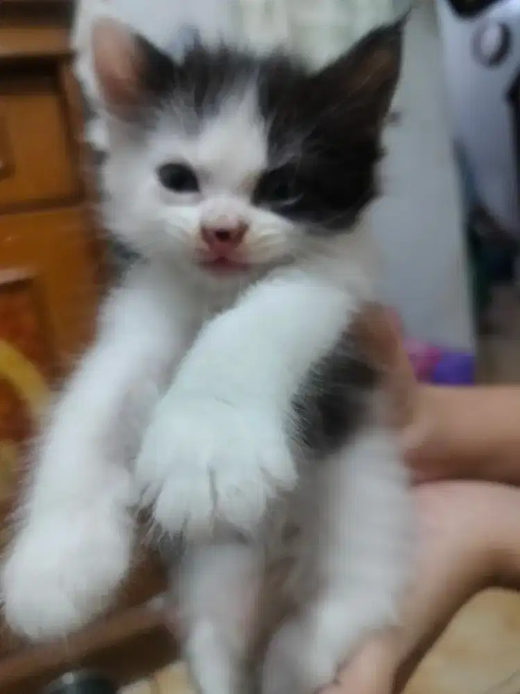 Lepas adopt kitten Persia