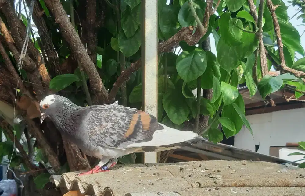 Bujangan/lakian merpati/dara