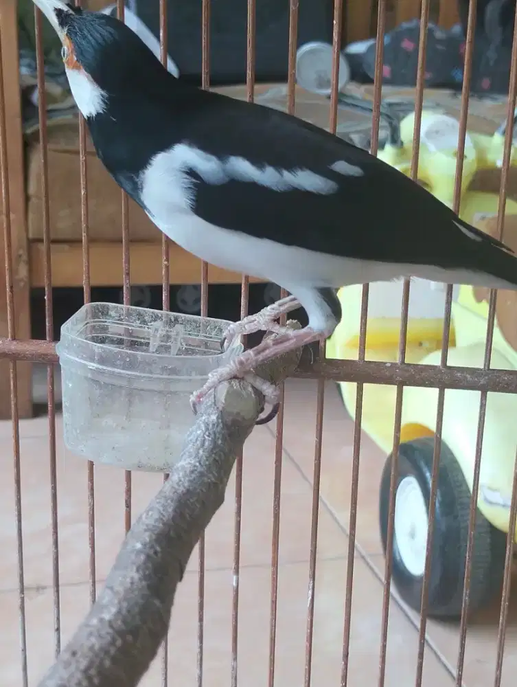Burung jalak suren