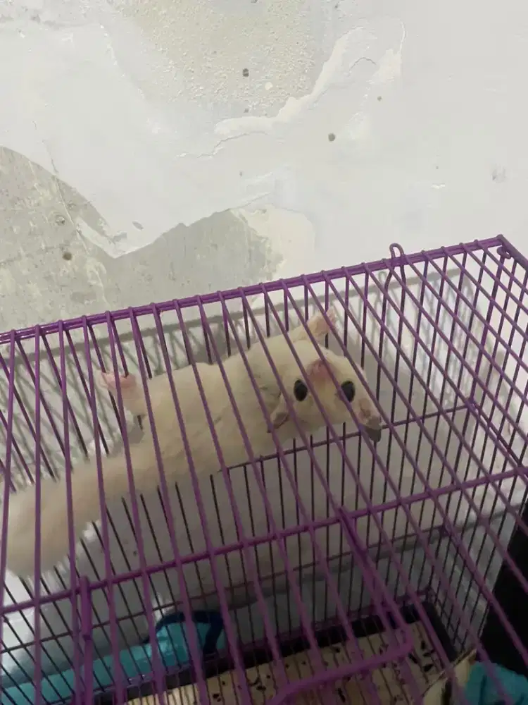Sugar glider platmoz