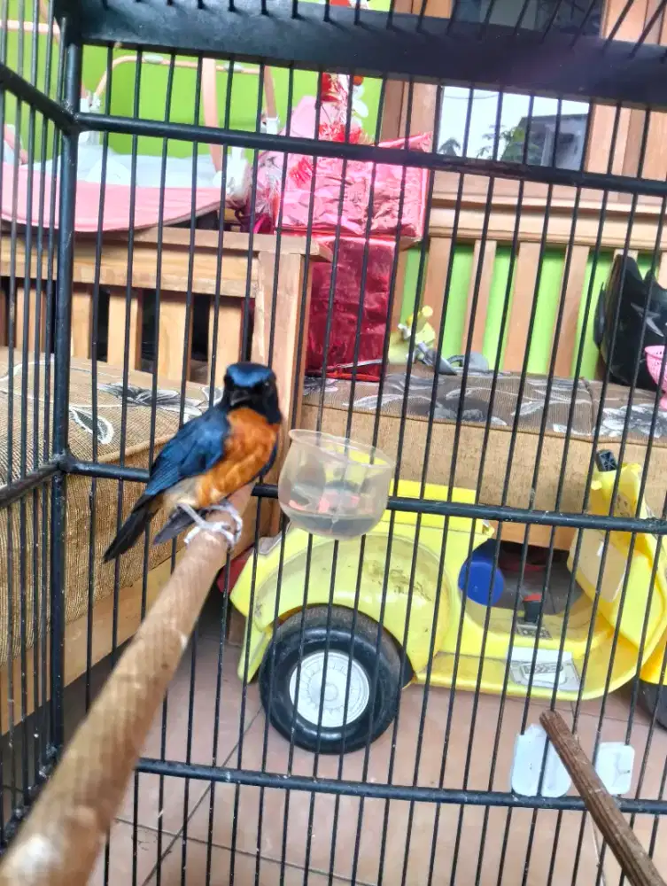 Burung tledekan bakau