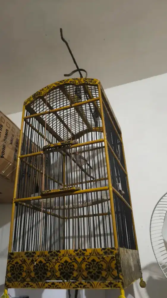 Burung prenjak bunyi variasi fullset tanpa krodong