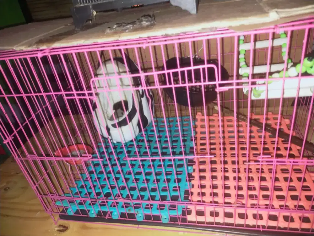 Jual sugar glider
