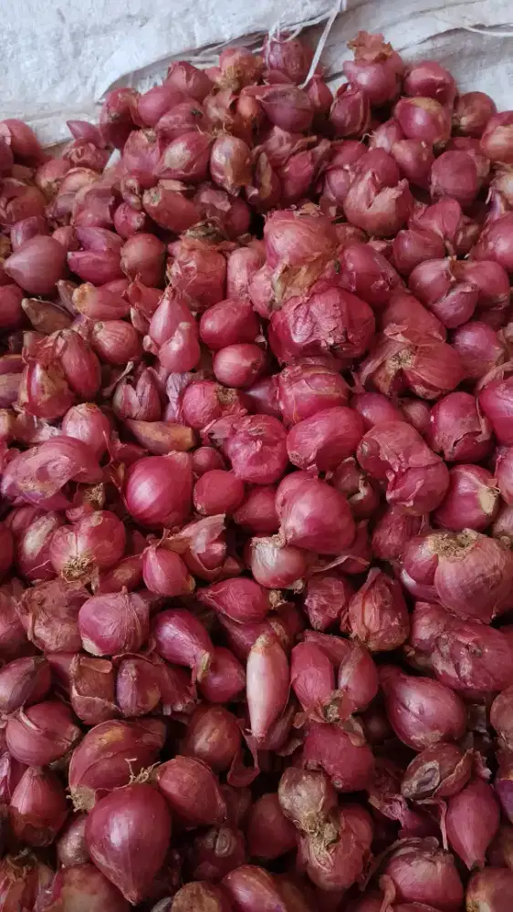 BAWANG MERAH BIMA JUMBO