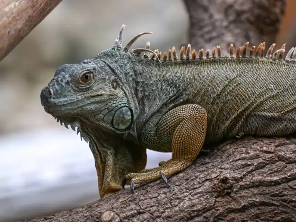 Iguana dewasa,iguana