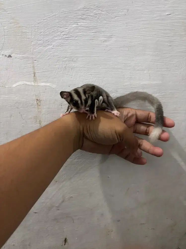Sugar glider white tip mozaik