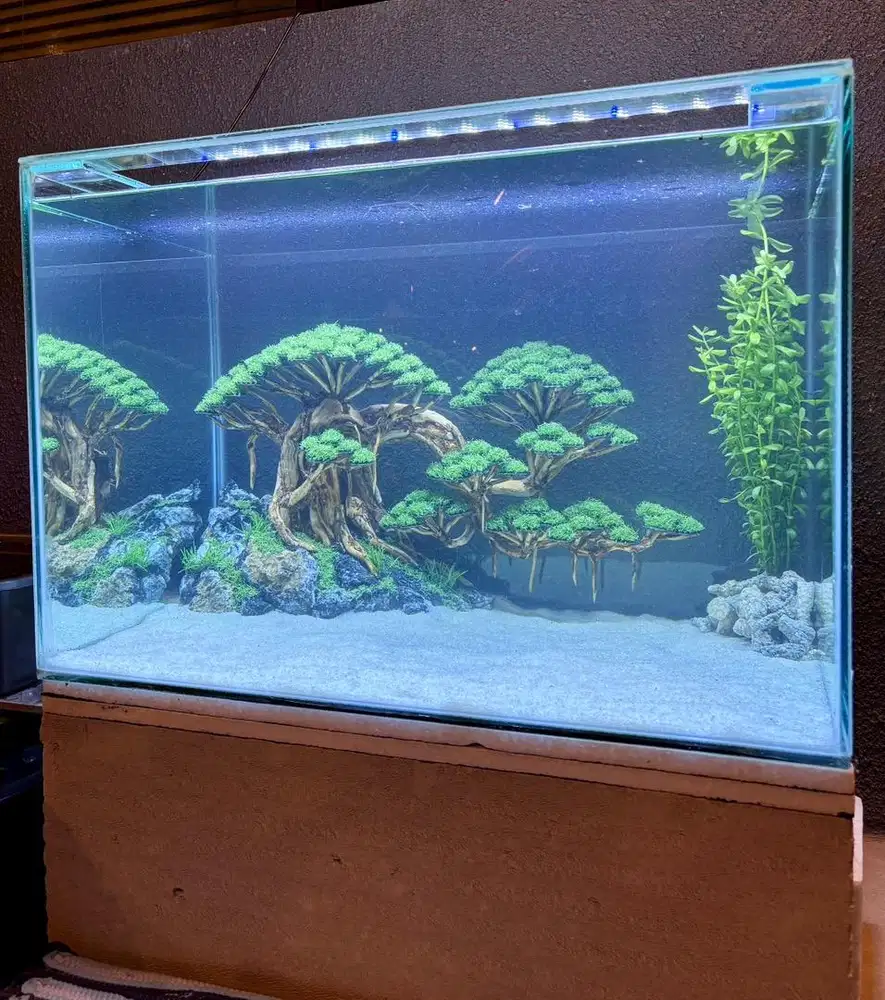 Bonsai Aquascape