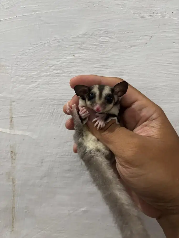 Sugar glider classik grey