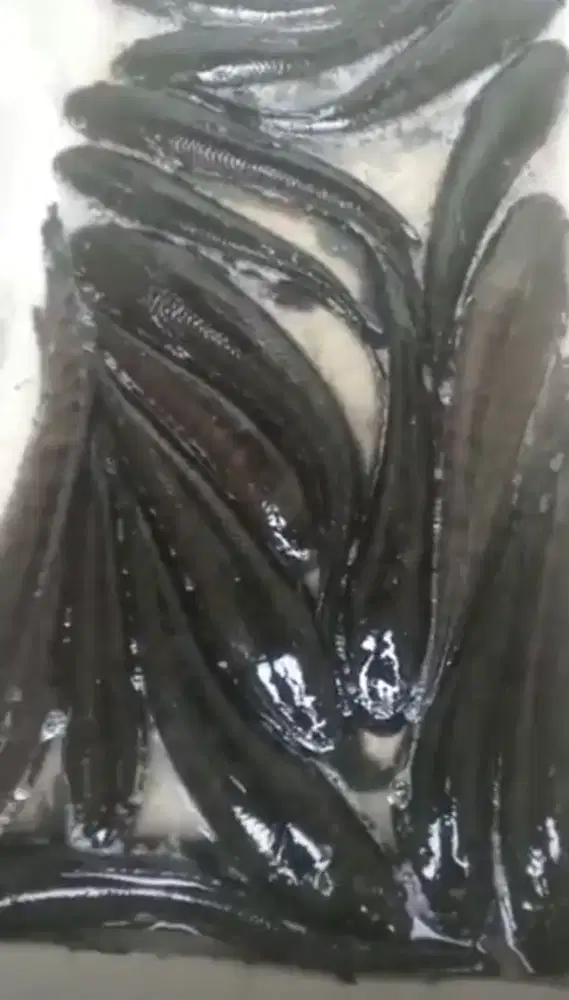 Food ikan gabus konsumsi