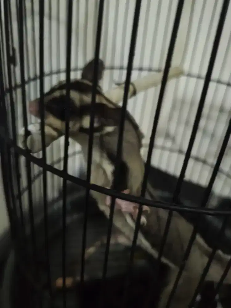 sugar glider grey
