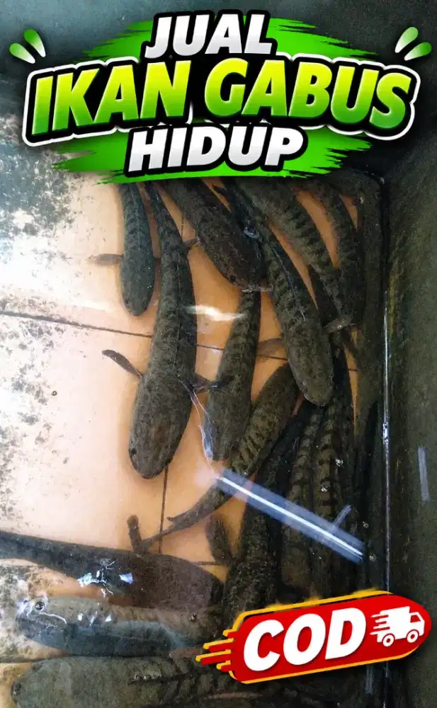 Jual ikan gabus (tersedia)