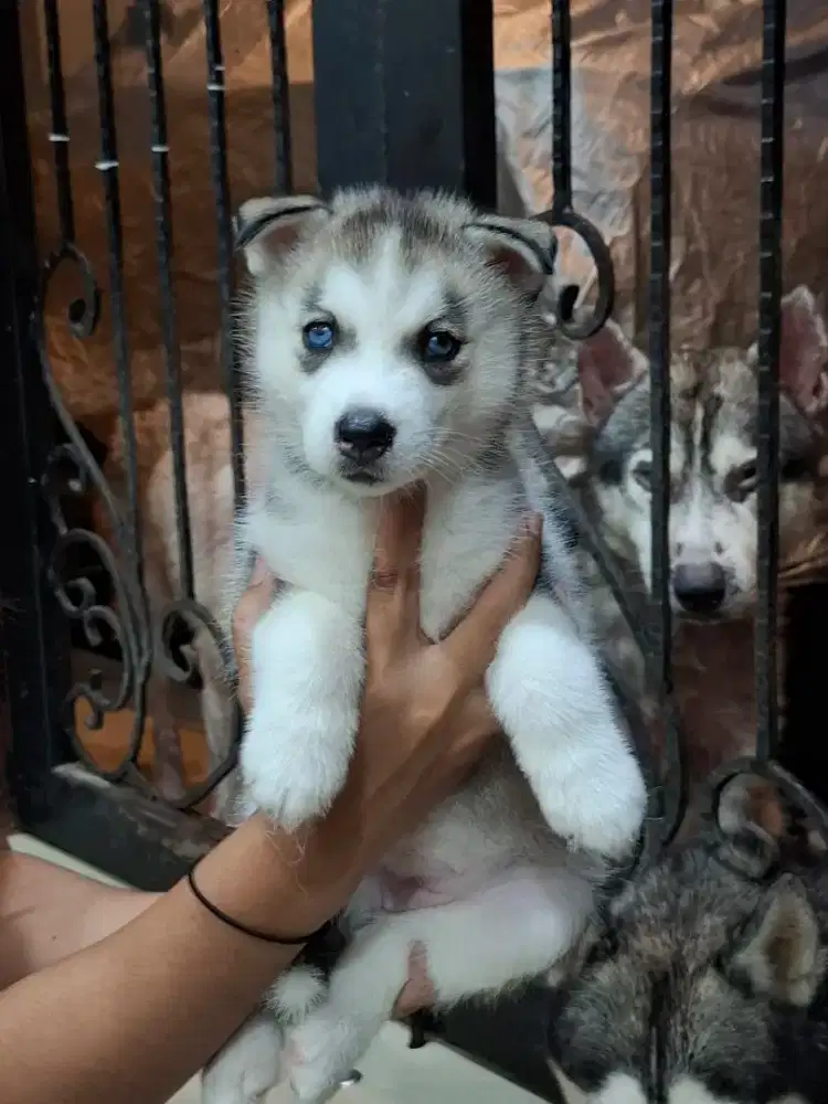 Open booking Anak husky