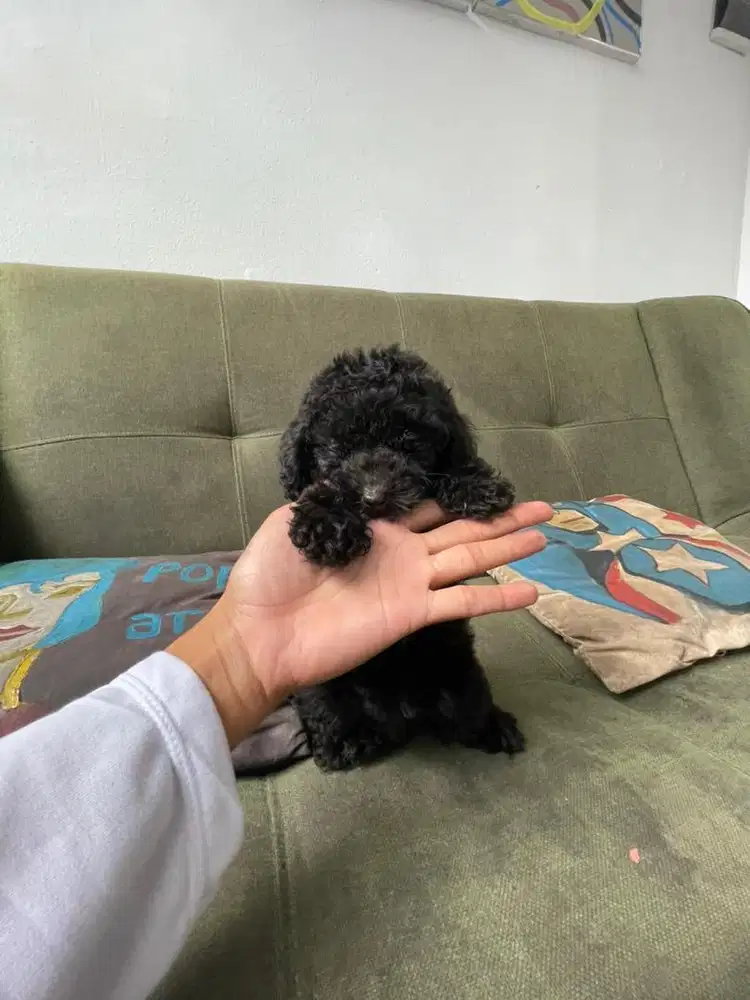 Tiny silver poodle betina
