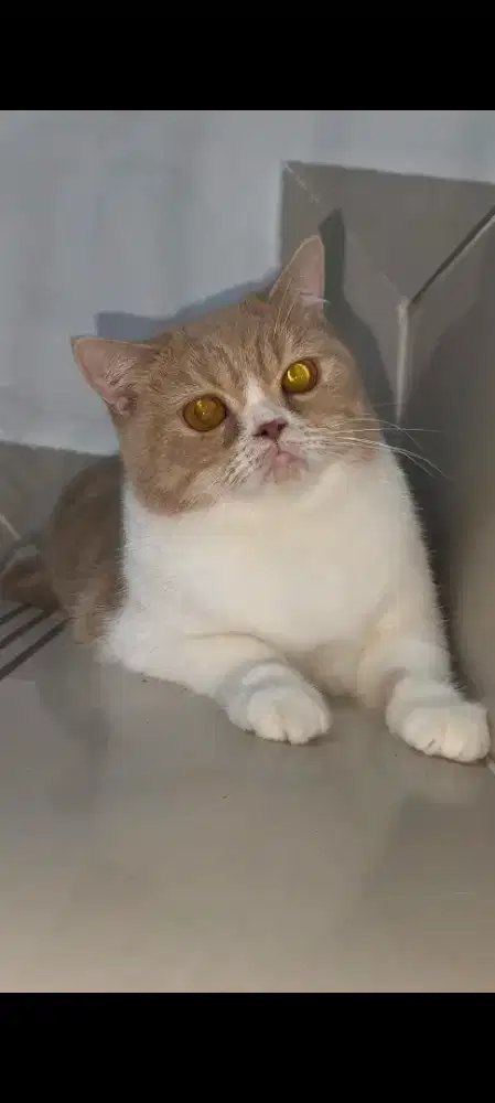 Kucing BSH betina steril