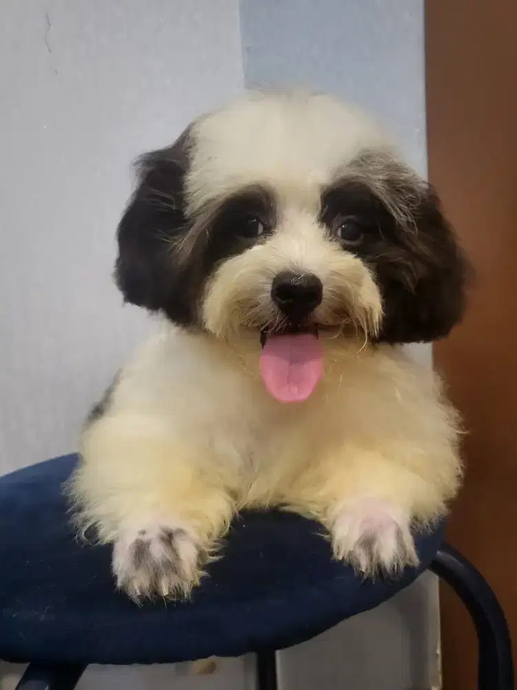 SUPER TINY Poodle Parti panda