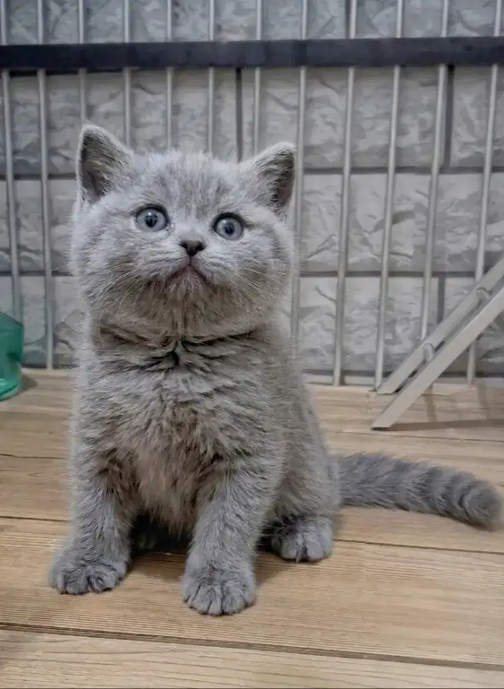 Kitten Bsh Betina