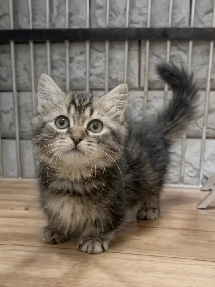 Munchkin Jantan