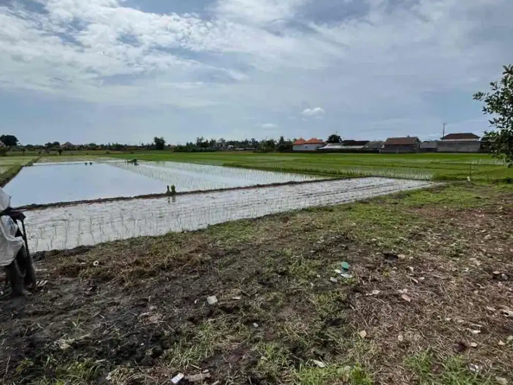 DIJUAL TANAH SAWAH 48.5 ARE DI KABA KABA CC