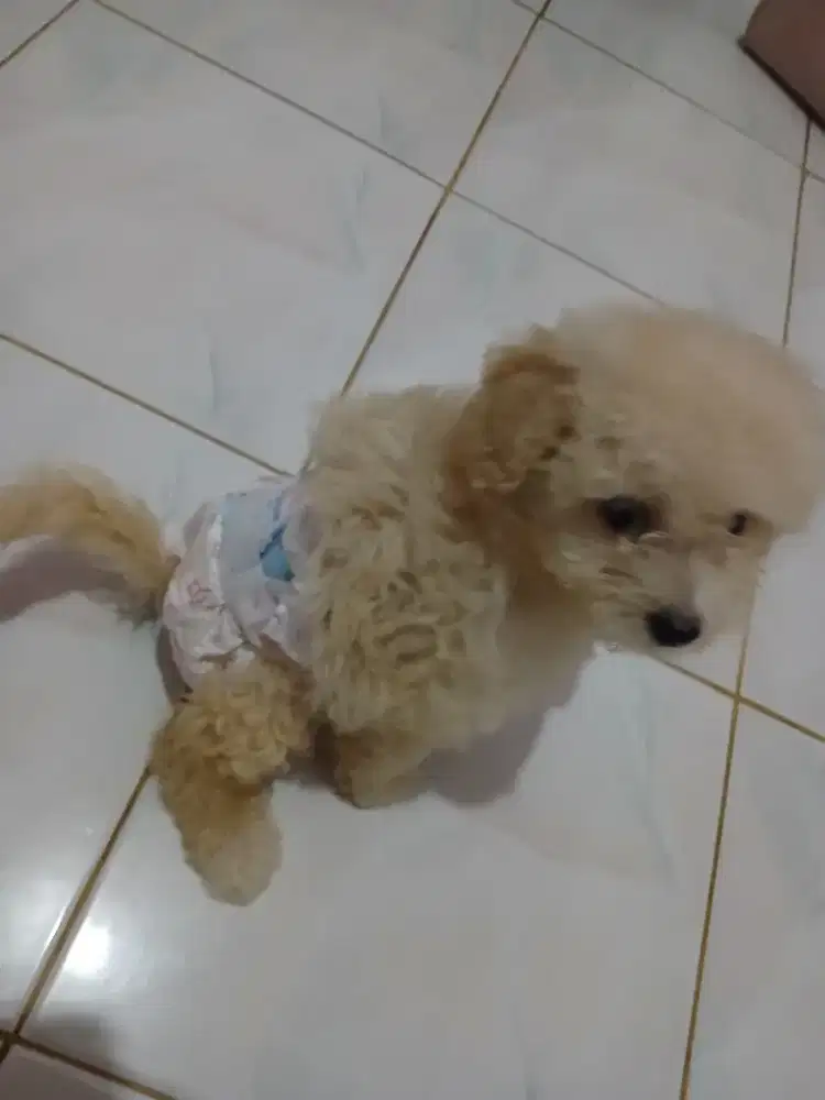 poodle usia 3bulan