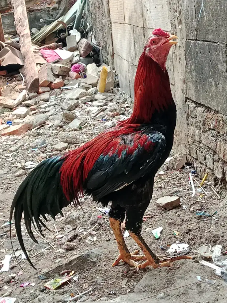 Ayam bangkok klasik trah juara