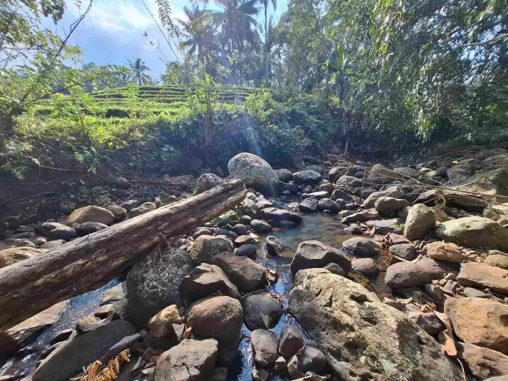 Tanah kebun murah dan strategis los sungai jernih berbatu mendapatkan view sawah di bibir sungai