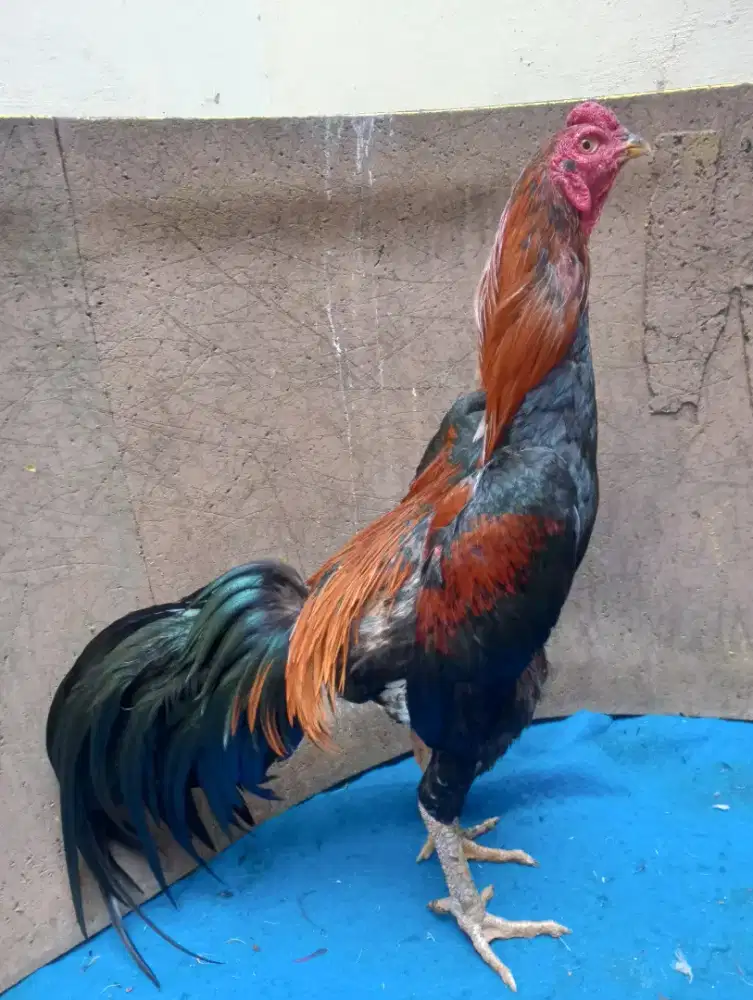 Ayam Bangkok wiring kuning