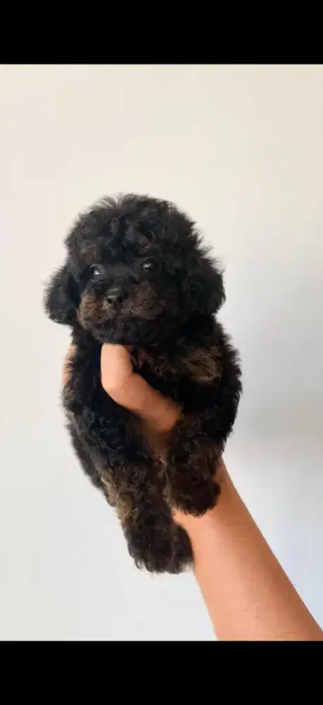 Toy poodle hitam jantan