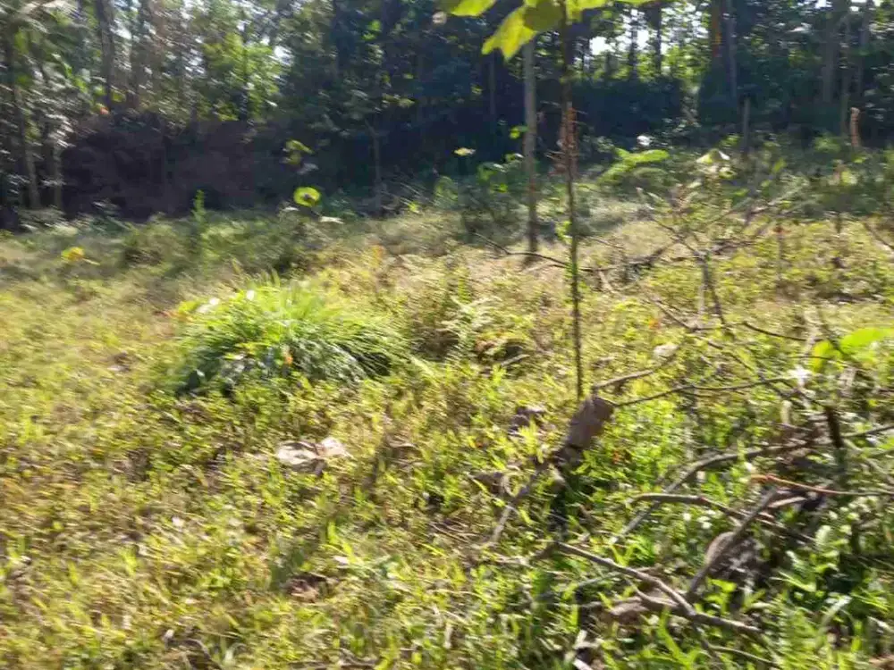 Tanah Kebun Murah Untuk Investasi