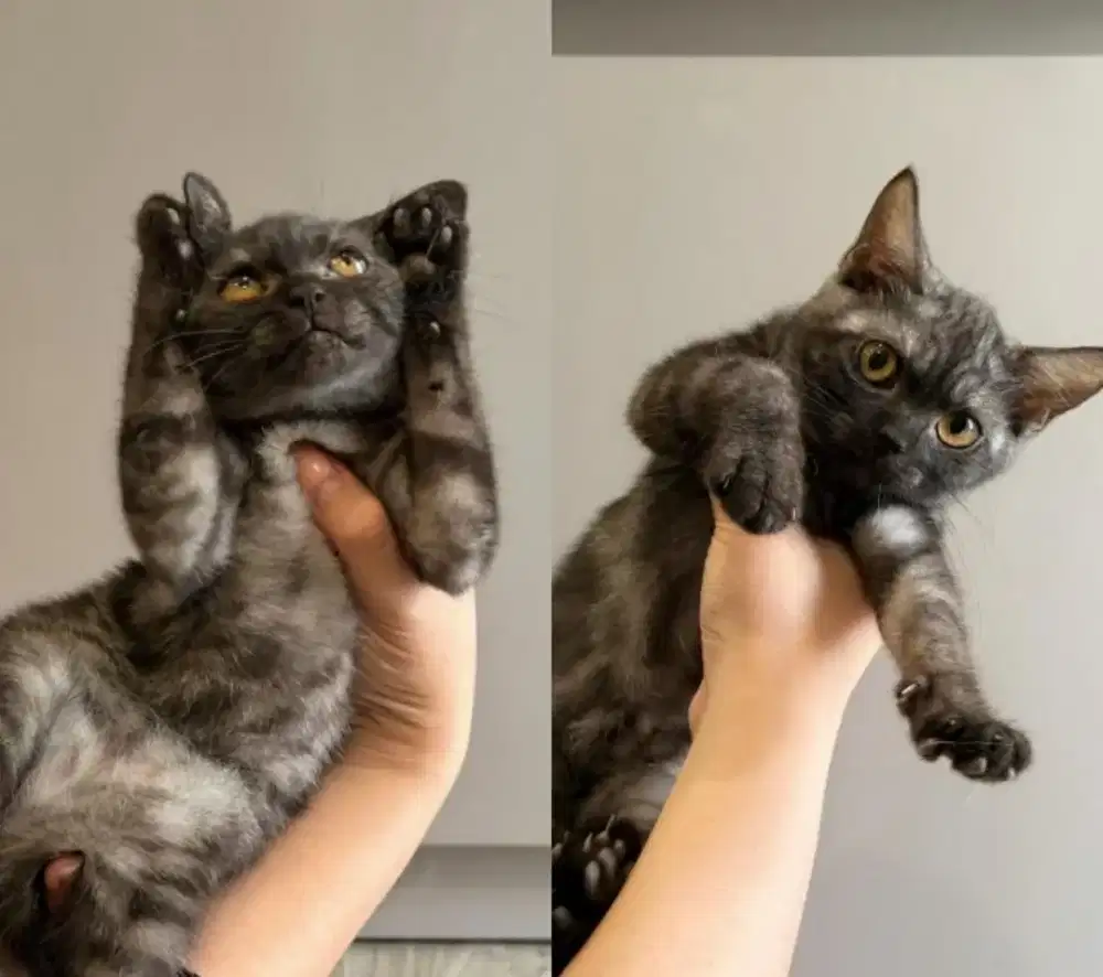 kucih bsh black tabby