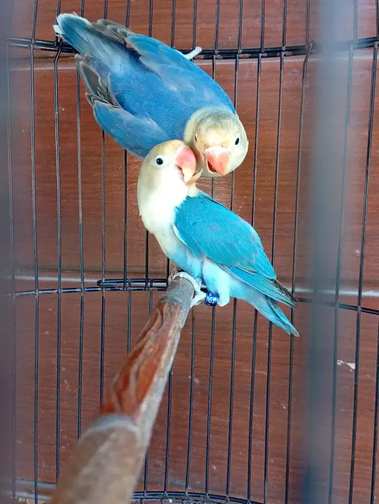 Burung Lovebird PB Vio