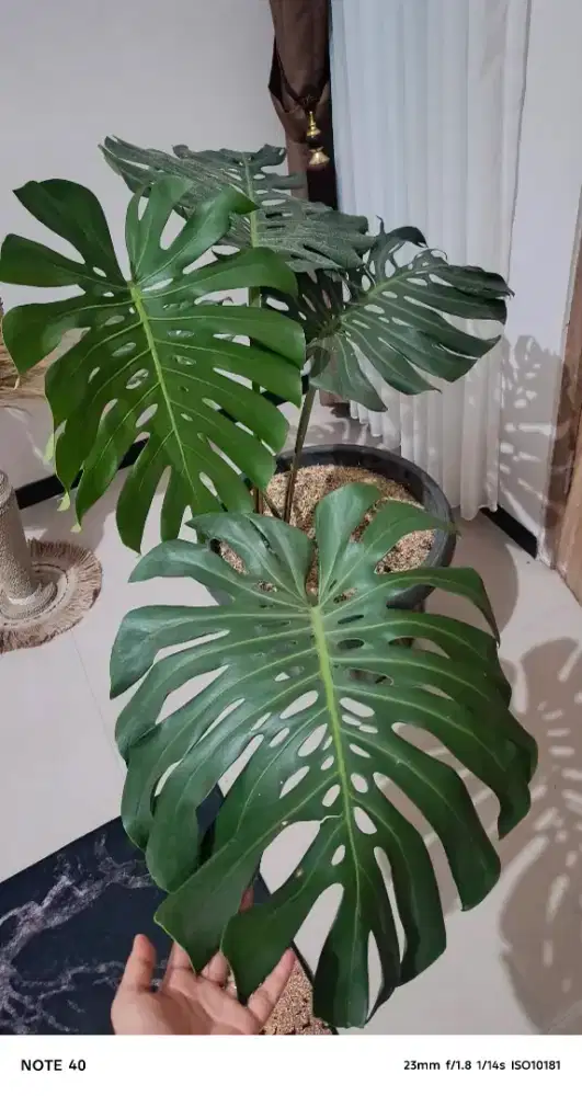 King Monstera super gede tinggi lebih dari 1 meter sudah include pot